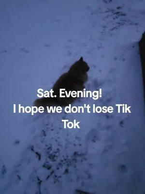 Hoping we don't lose our Tik Tok. Keep in mind you can always find me at kittysanctuary.com which is their Facebook page. #followme #kittysanctuary #catrescue #catlovers #catsoftiktiok #Donald #cats #cat #kitties #