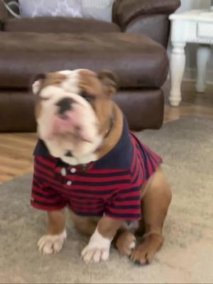 #bentley #englishbulldog #bulldogs #fyp #berkley #viral #englishbulldogsoftiktok #distinguisedgentleman 