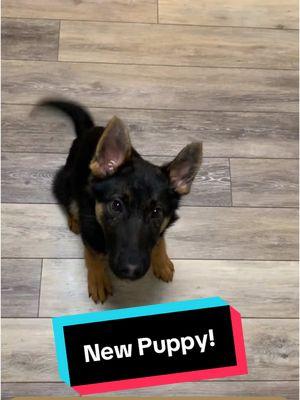 Our collection of gsd colors is now complete! - #germanshepherddog #workinglinegsd #workingdog #sportdog #newpuppy #puppy #highdrivedog #dogmom #dogtok #wellbreddog #adoptorshopresponsibly 