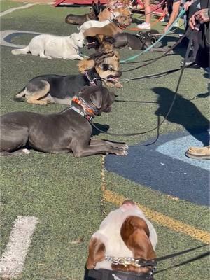 Fun in the sun enjoying group class.  #DogTraining #dogs #groupclass #doglovers #pets #funinthesun 