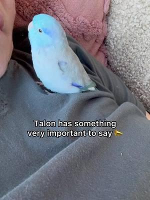 Already missing this cutie and the rest of the flock while I am away on vacation. So glad I have the best bird sitter to take care of everyone while I am gone 🤗 #talon #parrotlet #parrot #bird #babybird 