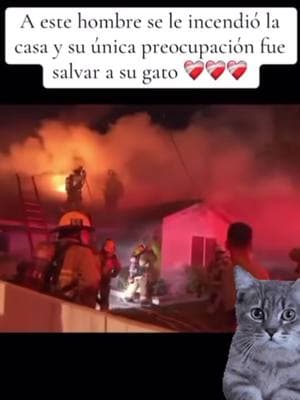 #cats #pets #kittens #catsoftiktok #loveyourpets #california #lafire 