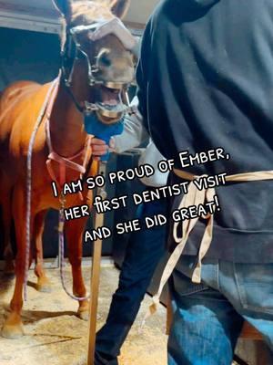 #dentist #horsedentist #horse #roanhorse #redhead 