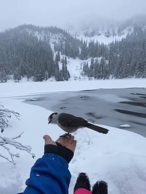 #hermosopaisaje #paratii #🥰 #😍 #🙏🙏🙏 #montaña #nieve #nevado #lago #lagocongelado #for #gr #josejose #vivelavida 