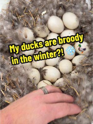 My ducks are broody in the winter?! ❄️ 🦆 #foryou #ducks #ducksoftiktok #broodyhen #farmlife #winter 