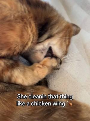 #cat #catsoftiktok #cattok #catlover #catmom #catlife #funnycats #tortie #torbiecat #torbie #torbiecatsoftiktok #tortiesoftiktok #tortiecat #tortietude #toebeans #catbath  #rescue #orangecatbehavior #feral #foryou #foryoupage #fyp #funny #trending #viral #fypage #fypシ #fypviral #fypp #tiktok #xyzbca