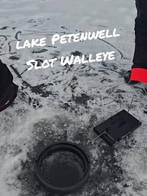 lake Petenwell Slot Walleye.. Wow Shelia 👌 your new PB Walleye.. #fyp #icefishing #walleyefishing #hardwater #fishing #walleyes #hardwaterfishing @R2thecrook 