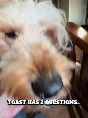 #narcolepticdog #doodle #goldendoodle #dog #youtube #follow #followme #teamtoast #toastthenarcolepticdoodl #tiktok