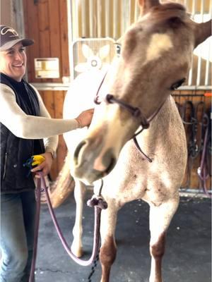 Oh yeah, that’s the spot. #horse #downunderhorsemanship #clintonanderson #horsetrainer #thatsthespot #cowhorse 