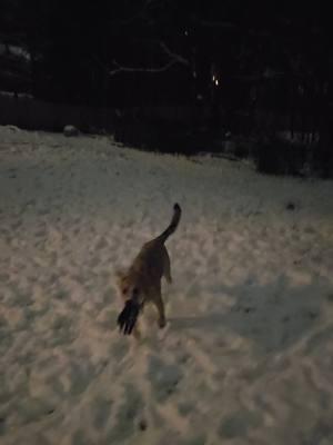 Sam thought it was fun to steal Mommy's glove... #puppytiktok #snowday #dogsoftiktok #snowdog #dogsinsnow #dogs  #puppyshenanagins #dogshenanagins #doglife #keepawayfrommom #newpup #keepaway #dogtok #puppytiktok 