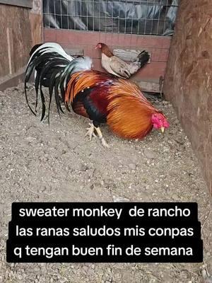 #rancholasranas #seguidores #foryoupage #paratii #gallerosde #gallerosoy #gallosworld #gamefowlmovement #gamebirdbreeders #gamefarm #gallosgamefowlofficial #gallerosdecorazon #gallosfinos💯 #fipシ #sonnyangel #@Adriana 