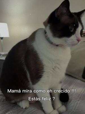 #CapCutAmor #memoririasitevas #catperson #amolosgatos #amomigato #mimejoramiga #bff #amorgatuno #comedia #humor #gatos #cuidemoselplaneta #cats #cat #gato #gatos #catlover #personadegatos #caperson #angel #michis #michis #luna #miangel #amorgatuno #fly #flyp  #parati #pets #mascotastiktok #gatosdetiktok #catsoftiktok #meow #karen #fly #flypシ #flyppppppppppppppppppppppppppppppp 