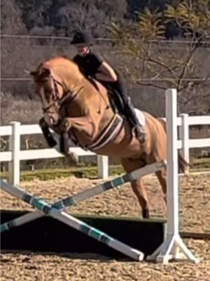 My first trot jump on Cas 😭🥹 Day 2 of clinic ✅ #cantseedistances #lovemyhorsie #bestboy #cassius #horse #showjumper #cute #animal #fyp