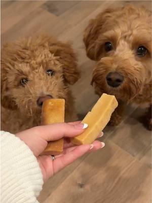 my pup loves their yak chews! #dogchew #dogchews #yak #minipoodle #minigoldendoodle #minigoldendoodlesoftiktok #minipoodlepuppy #dogtok #dogtiktok #fyp #dogtreats 