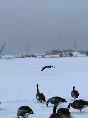 Sure could go for a good snow storm #getoutside #outdoorsman #fyp #Outdoors #wildlife #waterfowl #migration #Iowa #geese #moltgear #foryou #sickforit 