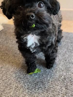 Debris #debris #kiwiandluka #kiwidog #teacup #kendrick #peekaboo #small #messytok #teacupmaltipoo 