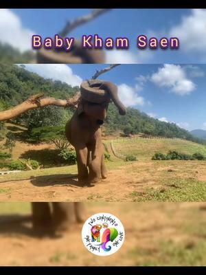 More Saturday Smiles with our other handsome baby boy, Kham Saen 🩵🐘  Our hearts swell with joy and love to see this beautiful boy growing, enjoying his autonomy, happiness, and peace.  We will be forever thankful for those who joined in his rescue so that he will never be near the horrible alternative life many captive bull elephants endure. Our boy even knows how to put up his toys 🤣🐘🩵 https://linktr.ee/GentleGiantsElephants All inks in our bio. #GGFamily #gentlegiants #bullelephant #elephantlove #autonomy #freedomofchoice #saturdaynight #smiles #play #intelligence 