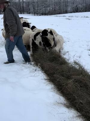 #glenmarfarms #sheep #snow #farmlife #sheepfarm #hay #regenerativeagriculture #unrollinghay #rotationalgrazing #feedinghay 