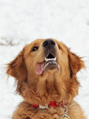 POV: you’re a Texas photographer that took advantage of the snow with your pups❄️  #photo #photograph #photographer #photog  #DFWphotographer #DFW #FortWorth #Texas #TexasPhotographer #FullTimePhotog #TexasPhotog #DFWPhotog #FullTimePhotographer #golden #goldenretriever #goodboy #dog #goldenretrieverpuppy #puppy #cute #goldenretrieverlove #dogstagram #dogsofinstagram #dogslife #pupstagram #puppiesofinstagram #goldensofinstagram  #goldensoftexas #snow #snowday