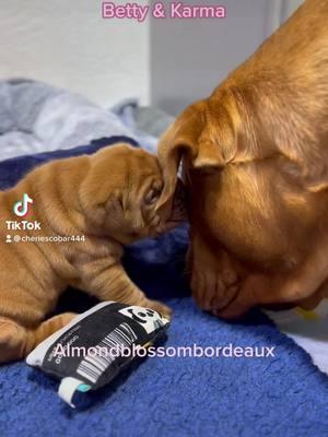 🌸Karma & her Betty🌸#dogues #doguedebordeaux #ddbdogs #bigdogs #frenchmastiffs #mastiffs #puppies #babygirl #dogs #doguedebordeauxlovers #puppystuff #puppydog #almondblossombordeaux #puppylife#doggy#dogsoftiktok 