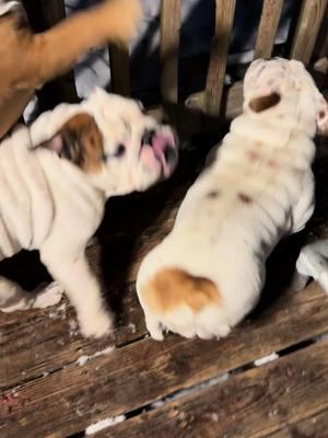 #runningbulldogs #fyp #preservationbreeder #bulldogsoftiktok #sourmugbulldogs #bulldogs 