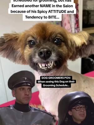 When biting Dogs are on the Grooming schedule and you know to get the muzzle ready. #doggroomersoftiktok #doggroomer #doggrooming #bitingdog #Meme #MemeCut #memenatal #CapCut 