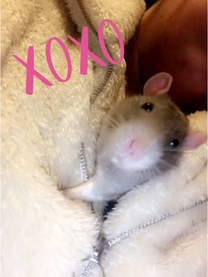 Before I was a human mom, I was a rat mom 😍 the BEST pets. So loving, comes when you call their name. They are like miniature dogs. This was my boy Hank 🫶🏼 RIP. #rat #rats #pet #petrat #petrats 