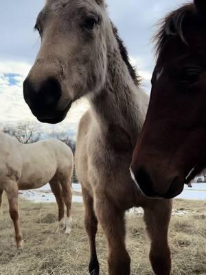 In Missouri right now, checking out my clients 2024 babies! All are sired by OWN sons of Metallic Cat, Stevie Rey Von, One Time Pepto, and High Brow Hickory🤤 #s#snyderperformancehorsesa#aqham#mares#stallionc#cowhorsen#nrchan#nchac#cuttinghorsew#workingcowhorseq#quarterhorsec#cowboyf#forsaleh#horseh#horsesh#horsesoftiktokb#babyhorse2#2025f#futurityhorseM#Missourij#januaryr#roadtrip