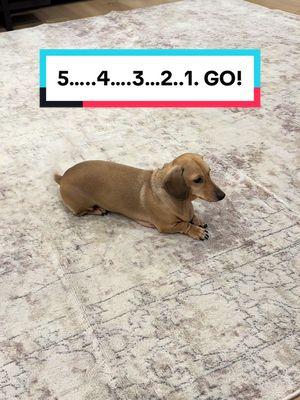 The roll at the end 😂 #weeniedogpack #dogzoomies #miniaturedachshund #littlelegs #dachshundsoftiktok #loveofdogs #dachshundlifestyle #loveofdogs #longdoggosclub 