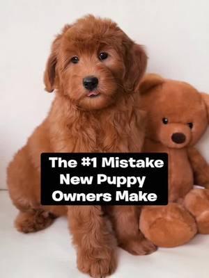 Share this with a puppy owner and save their sanity 🤪 #puppytraining #puppytips #puppy #puppytrainingtips #puppytraining101 #dogtrainer #fyp #foryou 