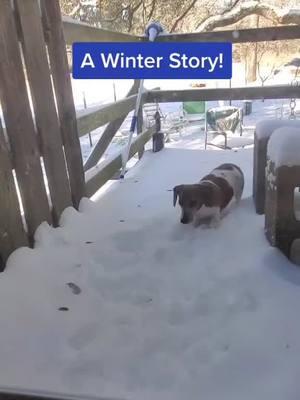 That time ⏲️ it snowed in Texas. #mydogdoesthisthing #dachshundsrule #letmein #dachshundsoftiktok #piebalddachshund 