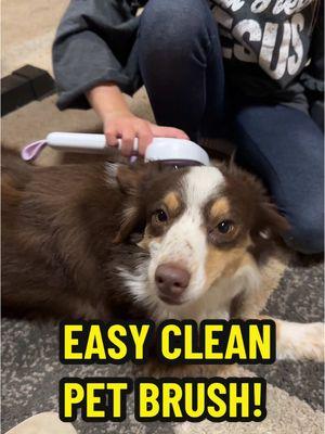 The best pet brush I’ve found so far. So easy and the hair seriously comes right out. #easycleanpetbrush #petbrush #aussie #jaimebaileyratesit #ttslevelup #giftguide #ttsdelightnow 