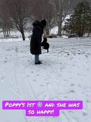 She was overly excited to be outside. #dogs #dogsoftik #snowdog #snowdogs #snow #snowday #pomeranian #pom #pomsky #pompom 