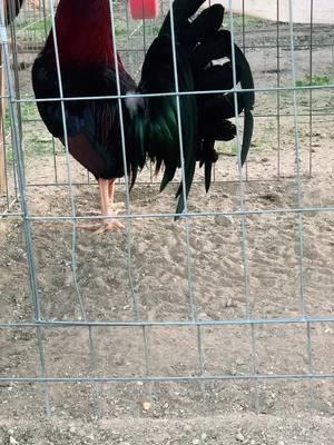 Hopefully tiktok don’t find this as animal abuse since all my videos keep getting removed but I guess tiktok likes nudity and racism because those videos are fine #gallo #ranchero #gamefowl #gallosamericanos🇺🇲🐓🇲🇽 #gallofino #corridos #michoacan🇲🇽🥑🐓 #kelsogamefowl #lacyroundheadbroodcock 