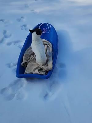 He loved the sled ❤️#bochi #sled #dogs #snow 