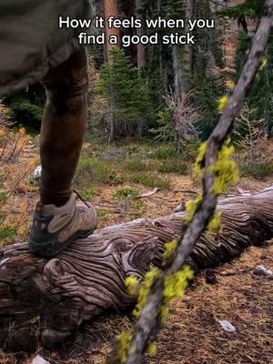 Ever find a stick so perfect you end up carrying it around for the rest of your hike?😅  A stick adorned with wolf lichen so vibrant it looks like it was kissed by the forest’s magic, found while strolling on a tree that looks like it’s been spun by a forest wizard.🌀🧙‍♂️ Surrounded by golden larches, it’s a scene straight out of a fairytale.✨️🧚‍♀️  There’s something magical about the unexpected treasures the trail offers—each twist and turn revealing a new wonder, making you feel more connected to the wild with every step.👣 It’s moments like these that remind us why we’re drawn to nature: it’s where we find peace, inspiration, and of course, the stick we just have to carry around like a dog with its favorite find.🤪🐾  Disclaimer: Don’t let your dogs pick up sticks covered in wolf lichen, it’s toxic!☣️  Hit follow for more relatable hiking comedy and exploring the wonders of the world—you never know what treasure the trail might hold!🌿🥰 #goodstick #hikingstick #trailtreasures #trailfinds #trailfinder #trail #trails #hikingtrails #Hiking #hike #hiker #hikelife #hikemore #hikeyourownhike #hikingcommunity #relatable #funny #funnymemes #natureswonder #natureconnection #naturetherapyforsoul #naturetherapy #naturesmagic #naturelove #natureadventure #naturebeauty #nature #lichen #lichens #wolflichen 