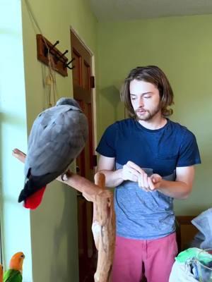 #onthisday #talkingparrot #amazing #africangrey #parrotsoftiktok 