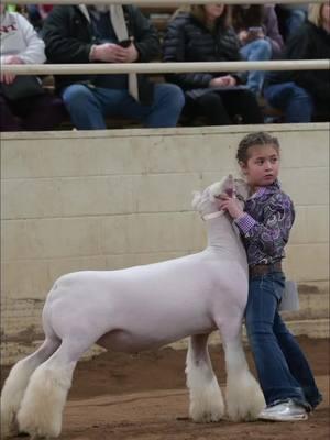 We have a feeling this little gal is going to be in the winner’s circle a lot during her show career! 🔥👊  #devinsiskphotography #stockshowlife #stockshowkid