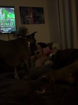 Athena ain't having it tonight 🤣 #angry #angrypuppy #pissedoff #pissedoffpuppy #PetsOfTikTok #dogsoftiktok #pitbull #pitbulls #pitbullsoftiktok #pitbullpuppy #pitbullpuppies #puppies #puppiesoftiktok #puppy #puppylove #funny #funnydogs #fy #fyp #fypシ #fypage #fypシ゚viral #foryoupage #foryoupage #foryourpage #foryoutiktok