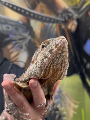 Frilled Lizards can run up to 30 miles per hour #frillednecklizard #lizard #reptile #reptilesoftiktok 