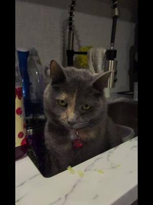 Marleigh Mae loves her lettuce 😆 #cats #catsoftiktok #catmom #lettuce #goodstuff #fyp  #catorrabbit #cute #sinkcat #adorable #SnackTime #lettucethief #marleighmaethecat #sweetgirl 