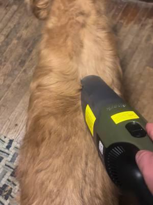 Simba loves to be vacuumed!!! #sharkvacuums #goldenretriever #iowa #saturdaynightfun #pella 