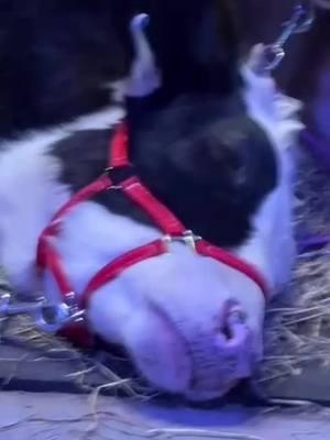 Nap Time is Job Time 🐄💤 Herbie has mastered the art of working smarter, not harder! Cow cuddles at Knowhere Farm are the only job in the world where napping on the clock is not just allowed—it’s encouraged. His sweet snoozes make him the perfect cuddle buddy, and guests love joining him for a peaceful, cozy moment. Nap away, Herbie, you’re the best at what you do! #CowCuddles #FarmLife #HappyCows #NapTimeGoals #SnuggleBuddy #FarmExperience #LazyDayVibes #CowLove #RusticCharm #GentleGiant #PeacefulMoments #FarmLifeAdventures #RelaxAndRecharge #CowsOfInstagram #FarmFun #UniqueExperience #AnimalTherapy #SlowLiving #KnowhereFarm #CuddleTime