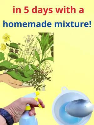 Eliminate weeds in 5 days with a simple homemade mixture! #weedkiller #gardeninghacks #homemadesolution #gardenmaintenance #simpletips #weedfreegarden