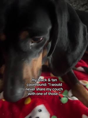 #stitch with @Toonie & Tod ALL JOKES 🤣 I love watching Toonie & Tod videos lol #coonhound #coonhounds #coondog #coonhoundsoftiktok 