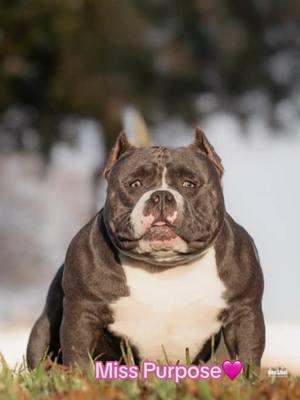 Miss Purpose 100% Big Dogs Romania #fyp #viral #trending #Abkc #americanbully #pocketbully #extremebulls #americanbully_oficial #americanbullypocket #americanbullylover #americanbullyofficial #rockoblood #americanbullylover❤️ #bullybreeds #americanbullypuppy #bigdogsromania 