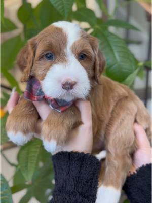 💘 Meet Cupid! 💘 This handsome boy is a red tuxedo Mini Bernedoodle with breathtaking blue eyes — a truly rare and stunning combination! Cupid is expected to weigh 25-30 lbs and is already on his way to becoming a confident, sweet, and well-mannered pup. 🐾 Our puppies receive thorough vet checks, are up-to-date on vaccinations, and microchipped for safety. We take pride in our socialization and training program, working with our puppies on a structured schedule three or more times daily to help them grow into calm, docile companions — perfect for therapy or service work. 🏡❤️ Cupid is already progressing with potty training and will make a wonderful addition to a loving family. Based in Georgia, we offer a flight nanny service, so no matter where you are, we can ensure Cupid arrives safe and sound! ✈️ 📲 Contact us today at (678) 883-8882 to learn more about welcoming Cupid into your home! #MiniBernedoodle #TherapyDogInTraining #RedTuxedoBernedoodle #BlueEyedPuppy #BernedoodleLove #FutureServiceDog #PuppyTraining #SocializedPuppy #FamilyDog #puppiesofinstagram 