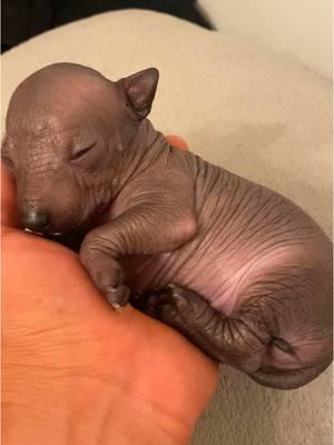 Xoloitzcuintle Puppy #xoloitzcuintle #xoloitzcuintli #xolo #perrito #perros #mimascota #cosahermosa #ca 