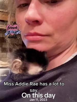 #onthisday #missaddierae #ripmissaddierae #missyousomuch #kinkajou_monkey #fypage #trending #fypシ゚viral #fyp #monkeybusiness #monkeysoftiktok 