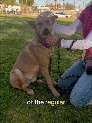 Meet John. Old soul. Young boy. #oldsoul #rescuedog #shepherdmix #cantfetch